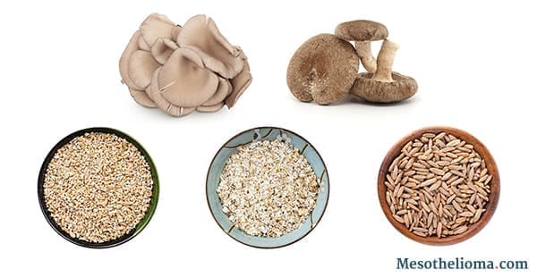 Foods containing beta-glucans. Image of two kinds of mushrooms, cereal grains and yeast.