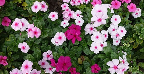 Some chemotherapy drugs are naturally derived from the flowers in this image, called Catharanthus roseus (Vinca rosea).