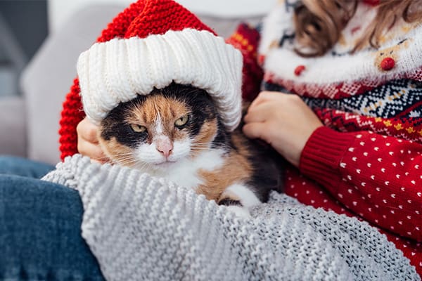 A white, black and orange calico cat with green eyes is wearing a knit red and white santa hat. The cat looks very grumpy. The cat is laying on a gray knit blanket spread over a woman’s lap. Her face is out of frame, she is wearing a red holiday sweater and blue jeans.