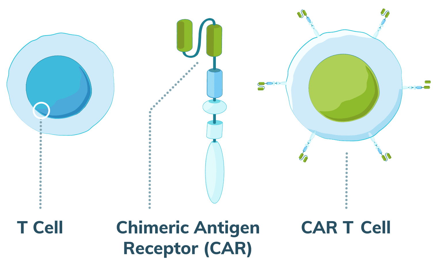 CAR TCell Therapy Mesothelioma Clinical Trials
