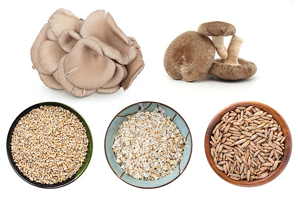 Foods containing beta-glucans. Image of two kinds of mushrooms, cereal grains and yeast.