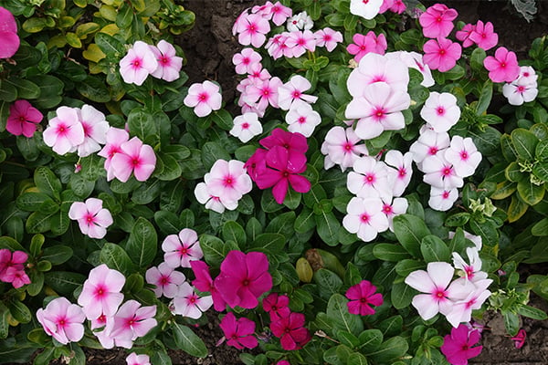 Some chemotherapy drugs are naturally derived from the flowers in this image, called Catharanthus roseus (Vinca rosea).