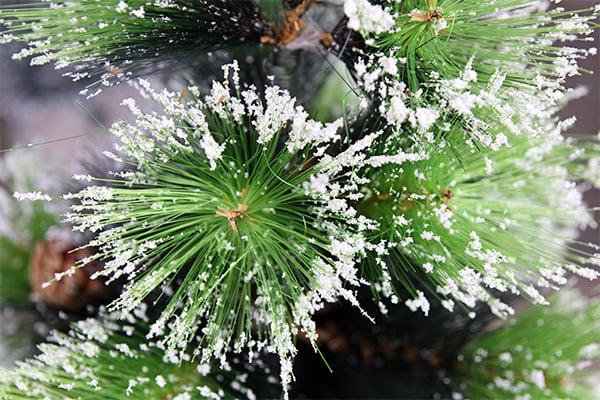 A close-up of a holiday tree dusted with asbestos fake snow.